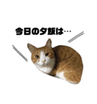 誰でも使えるユニークなねこ〜the cats〜（個別スタンプ：29）