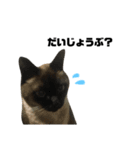 誰でも使えるユニークなねこ〜the cats〜（個別スタンプ：31）
