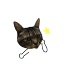 誰でも使えるユニークなねこ〜the cats〜（個別スタンプ：32）