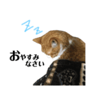 誰でも使えるユニークなねこ〜the cats〜（個別スタンプ：34）