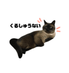 誰でも使えるユニークなねこ〜the cats〜（個別スタンプ：35）