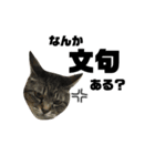誰でも使えるユニークなねこ〜the cats〜（個別スタンプ：37）