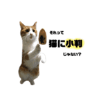 誰でも使えるユニークなねこ〜the cats〜（個別スタンプ：39）