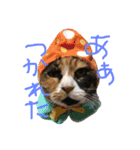 ボーダーコリーのヨークと愉快な仲間たち（個別スタンプ：5）
