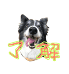 ボーダーコリーのヨークと愉快な仲間たち（個別スタンプ：10）