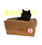 ボーダーコリーのヨークと愉快な仲間たち（個別スタンプ：11）