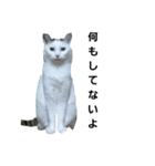 白猫たちです（個別スタンプ：4）