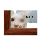 白猫たちです（個別スタンプ：11）