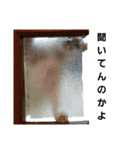 白猫たちです（個別スタンプ：13）