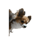 ルークック（個別スタンプ：16）
