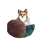 ルークック（個別スタンプ：30）