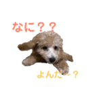 良太とゆかいな仲間たち❷（個別スタンプ：13）