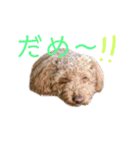 良太とゆかいな仲間たち❷（個別スタンプ：20）