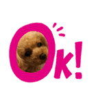 トイプードルのふわちゃんα（個別スタンプ：1）