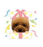 トイプードルのふわちゃんα（個別スタンプ：5）