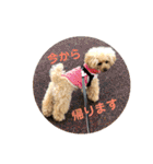トイプードルのふわちゃんα（個別スタンプ：11）