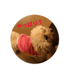 トイプードルのふわちゃんα（個別スタンプ：14）