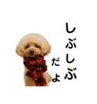 トイプードルのふわちゃんα（個別スタンプ：15）