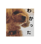 トイプードルのふわちゃんα（個別スタンプ：17）
