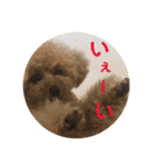 トイプードルのふわちゃんα（個別スタンプ：23）