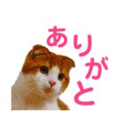ゆるカワ♡スコねこ【日常スタンプ】（個別スタンプ：1）