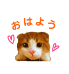 ゆるカワ♡スコねこ【日常スタンプ】（個別スタンプ：2）
