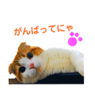 ゆるカワ♡スコねこ【日常スタンプ】（個別スタンプ：3）
