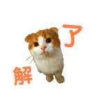 ゆるカワ♡スコねこ【日常スタンプ】（個別スタンプ：4）