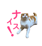 ゆるカワ♡スコねこ【日常スタンプ】（個別スタンプ：5）
