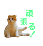 ゆるカワ♡スコねこ【日常スタンプ】（個別スタンプ：6）