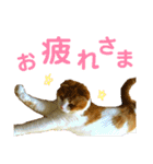 ゆるカワ♡スコねこ【日常スタンプ】（個別スタンプ：7）