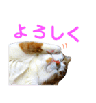ゆるカワ♡スコねこ【日常スタンプ】（個別スタンプ：8）