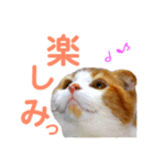 ゆるカワ♡スコねこ【日常スタンプ】（個別スタンプ：9）