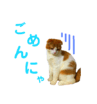 ゆるカワ♡スコねこ【日常スタンプ】（個別スタンプ：10）