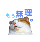 ゆるカワ♡スコねこ【日常スタンプ】（個別スタンプ：13）