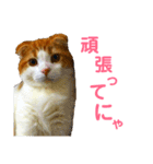 ゆるカワ♡スコねこ【日常スタンプ】（個別スタンプ：14）