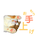 ゆるカワ♡スコねこ【日常スタンプ】（個別スタンプ：15）