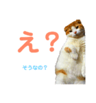 ゆるカワ♡スコねこ【日常スタンプ】（個別スタンプ：16）