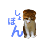 ゆるカワ♡スコねこ【日常スタンプ】（個別スタンプ：17）