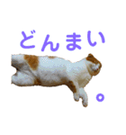 ゆるカワ♡スコねこ【日常スタンプ】（個別スタンプ：18）