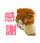 ゆるカワ♡スコねこ【日常スタンプ】（個別スタンプ：19）