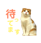 ゆるカワ♡スコねこ【日常スタンプ】（個別スタンプ：20）