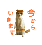 ゆるカワ♡スコねこ【日常スタンプ】（個別スタンプ：21）