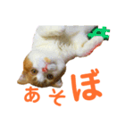ゆるカワ♡スコねこ【日常スタンプ】（個別スタンプ：22）