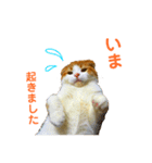 ゆるカワ♡スコねこ【日常スタンプ】（個別スタンプ：23）