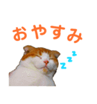 ゆるカワ♡スコねこ【日常スタンプ】（個別スタンプ：24）