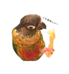 ウロコインコちゅらさんの仕草★その1（個別スタンプ：1）