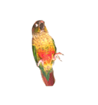 ウロコインコちゅらさんの仕草★その1（個別スタンプ：2）