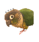 ウロコインコちゅらさんの仕草★その1（個別スタンプ：3）