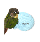 ウロコインコちゅらさんの仕草★その1（個別スタンプ：4）